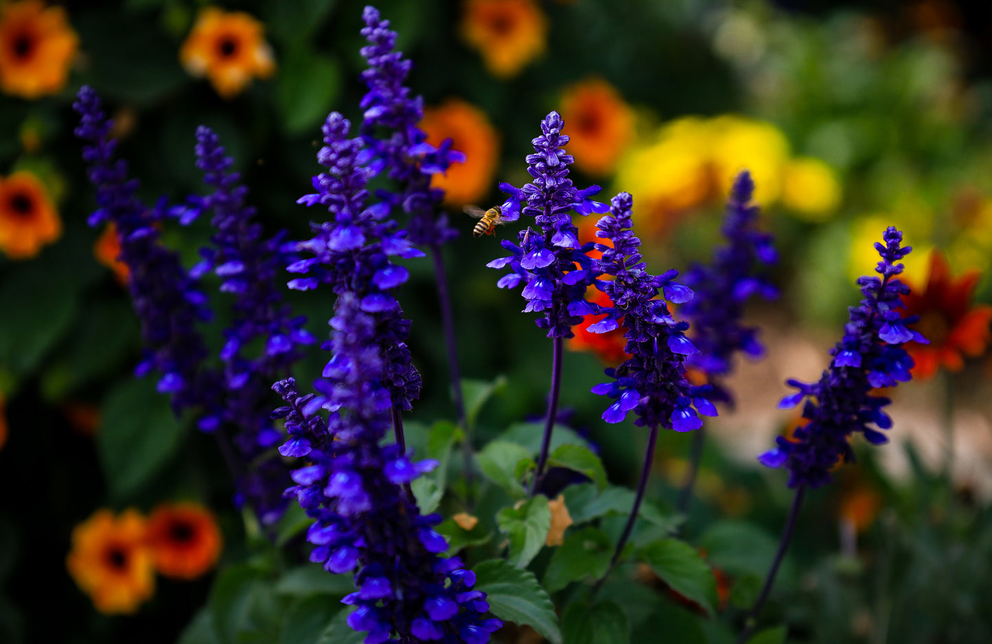 Bee Colorful