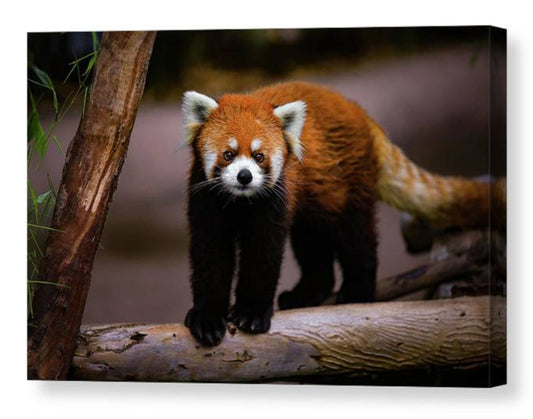 Red Panda