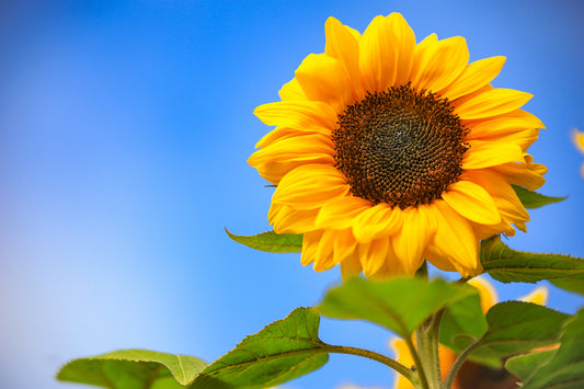 Sunflower Love